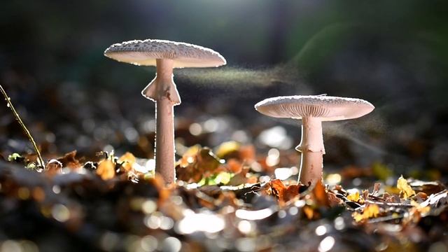 Amanita rubescens (Biserka) Spore смотреть онлайн