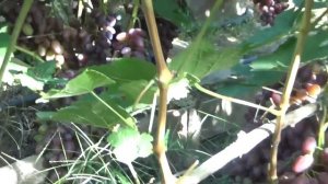 НОВЕЙШАЯ Г. Ф. ВИНОГРАДА АЛЬБАТРОС