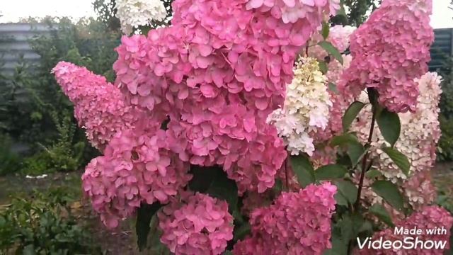 22сентября2019 Высокорослая Метельчатая Гортензия Melba Fraise?✌️ смотреть онлайн