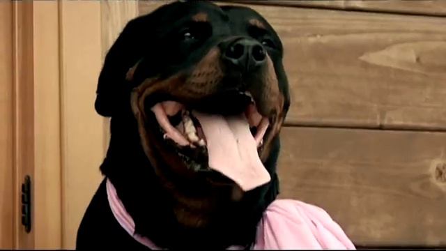 Fortuna Tu Si O Primmo Vase смотреть онлайн