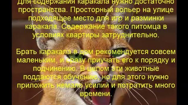 Каракал содержание дома и уход