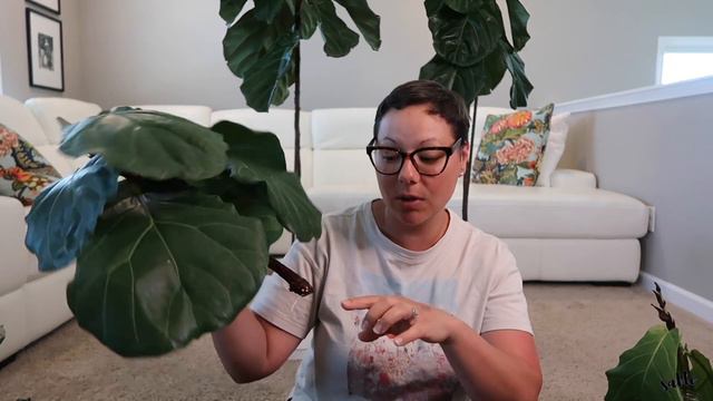 **UPDATE** FIDDLE LEAF FIG PRUNING + CARE TIPS || FIDDLE LEAF PROPAGATION смотреть онлайн