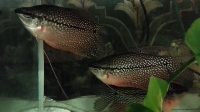 Trichopodus Leerii, как отнерестить черный жемчужный гурами. Aquarium Fish, Ryby Akwarystyczne