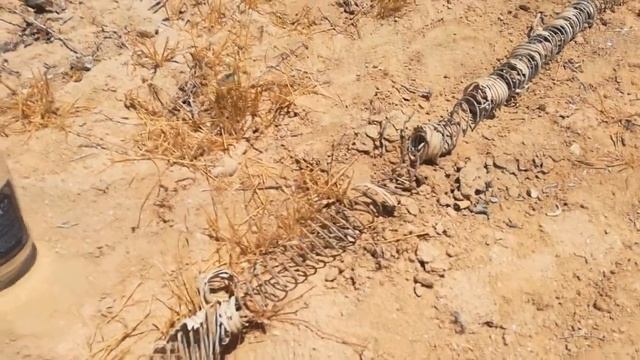 Желтый скорпион || Палестинский скорпион || Омдурманский скорпион (Leiurus quinquestriatus) смотреть онлайн