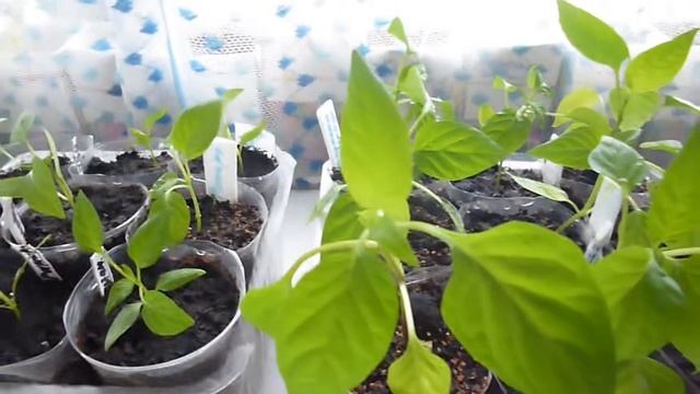 Рассада сладких перцев и баклажанов. Плодик Рамиро сорван, семена посажены. смотреть онлайн