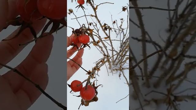Зимний шиповник смотреть онлайн