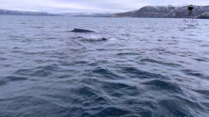 Киты в Териберке