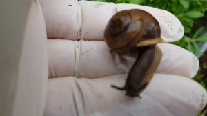 Как бороться с улитками и слизнями на  садовом участке?