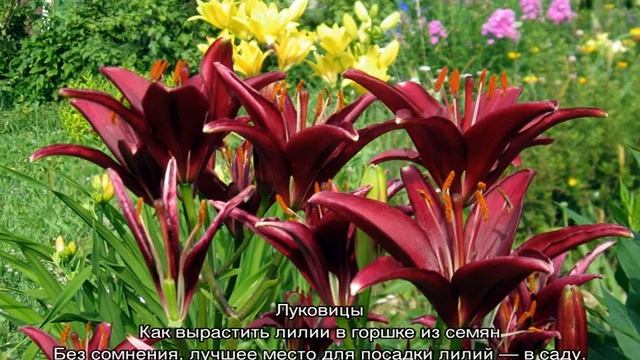 Лилия в горшке — уход в домашних условиях смотреть онлайн