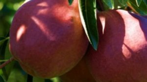 Груша Вильямс – мечта садоводов