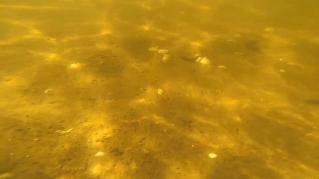 Børsteorme sværmer i Limfjorden.(Polychaete worm) смотреть онлайн