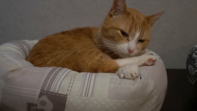 Vlogmas #3 / Наши будни / Готовлю домашнюю еду / Купили лежаки котикам смотреть онлайн