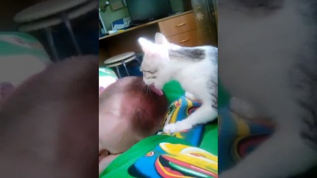 Кошка лижет голову!!!! смотреть онлайн