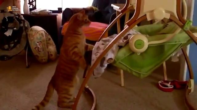 ► Кот баюн, убаюкал ребёнка. Заботливый кот смотреть онлайн