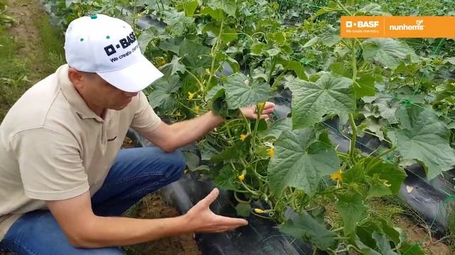 Проликс F1 / Proliks F1,40-42 дня - Огурец, Nunhems смотреть онлайн