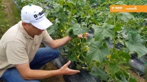 Проликс F1 / Proliks F1,40-42 дня - Огурец, Nunhems