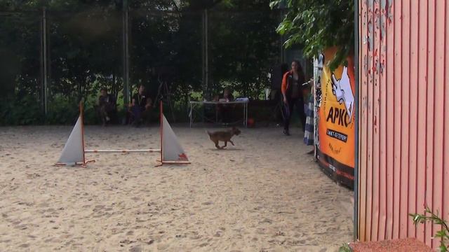 Medium Буксеева Маргарита Бордертерьер НЕССИ ДОМИНОС ДОГ смотреть онлайн