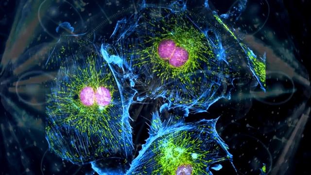 Как появились первые многоклеточные организмы ? смотреть онлайн