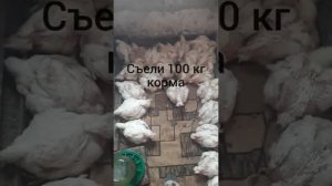 ВЕС БРОЙЛЕРА В МЕСЯЦ. КОРМЛЕНИЕ И СОДЕРЖАНИЕ. КОЛИЧЕСТВО КОРМОВ НА ОДНОГО БРОЙЛЕРА ЗА МЕСЯЦ