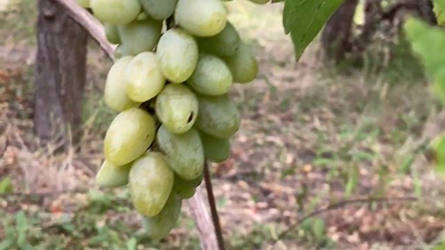 Юдино. Обзор виноградника (часть 1)