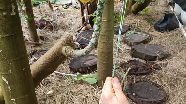 как вырастить папайю смотреть онлайн