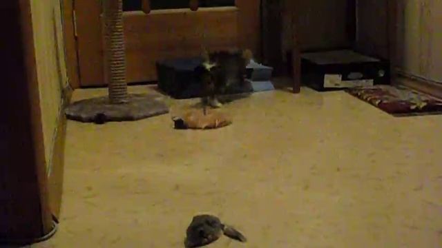 Барсик. Игрушек много не бывает смотреть онлайн