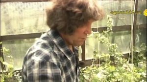 Когда высаживать весной саженцы деревьев и  многолетники? Не торопитесь с посадкой!