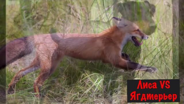 ЛИСА против ЯГДТЕРЬЕРА / КТО ПОБЕДИТ ? смотреть онлайн
