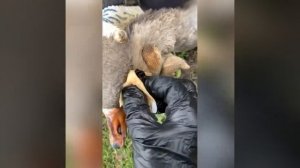 Уход за гусями. Чем и как обработать глаз у птицы и почему у гуся закрылся глаз