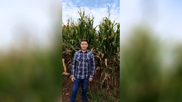 puccinia sorghi смотреть онлайн