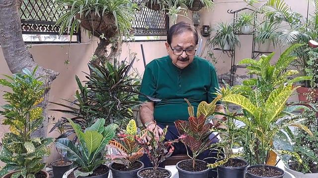 Croton Plant Care Tips । Why Croton leaves Fall I क्रोटोन पौधे पर सारे प्रश्नों का उत्तर смотреть онлайн