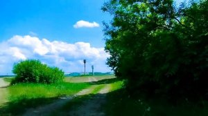 Цветет сирень