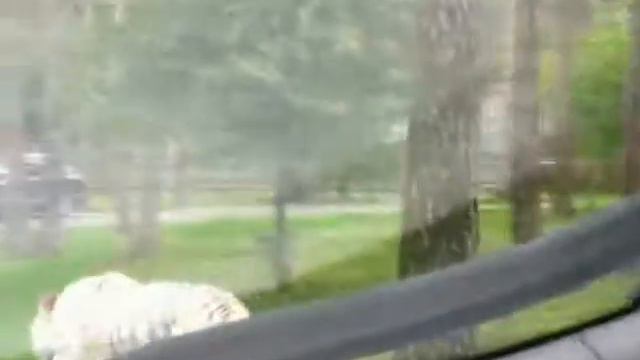 Сафари в Германии. Safari in Deutschland.Safari in Germany.White Tiger смотреть онлайн