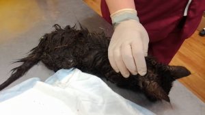 УЖАС КОТЁНКА ПОЕДАЮТ БЛОХИ. СПАСЕНИЕ БЕДНОГО КОТЕНКА