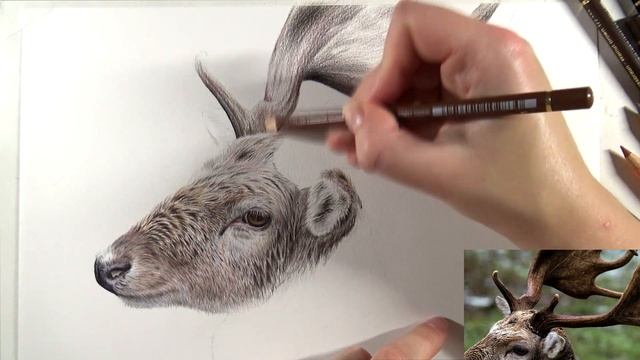 How to Draw realistic ANTLERS with colored pencil | REAL TIME смотреть онлайн