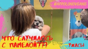 Как меня покусала Памела, как смогли подстричь собаку или ужасы в парикмахерской!