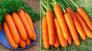 Морковь сорта Нантская 4