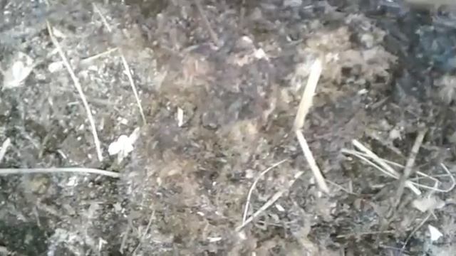 Черви навозные. Плотность червя в навозе. Черви к сезону готов