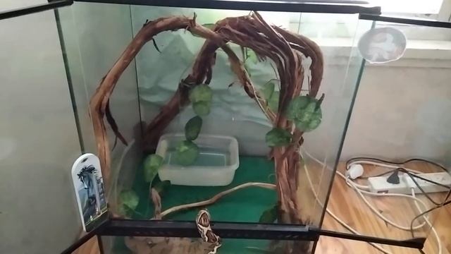 Уаджит. Boa constrictor (обыкновенный удав), молодая самка. смотреть онлайн