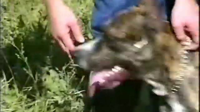 Охр квартиры Питбуль 1,4 года Защита Питбуль 18 месяцев Большой Ринг Ризеншнауцер смотреть онлайн