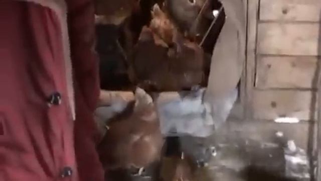 Живи, гармошка! смотреть онлайн