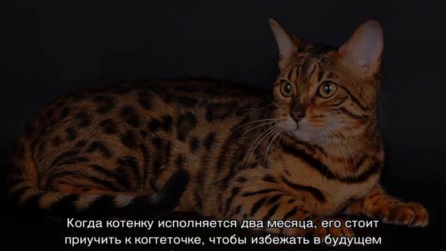 Тойгер (кошка): подробное описание породы смотреть онлайн