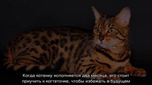 Тойгер (кошка): подробное описание породы