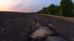 ПРОГУЛКА ГЛАЗАМИ СОБАКИ ! у Хаски охота на Оленя !