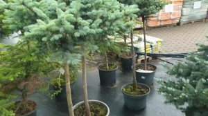 Обзор садового центра на ул. Парковой (Москва).Купила шикарные хвойные: Нидиформис,ель Карел и.т.д.