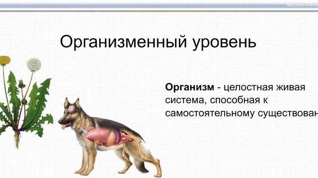 Уровни организации живой материи