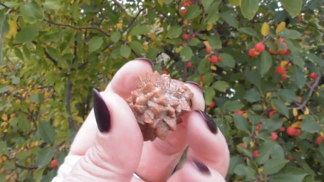 Беломорская рогулька - что за "зверь"? Еще один морион... смотреть онлайн