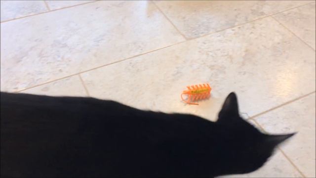 Moto Mouse - Recommended by Charlie & Alfie as a great value Cat Toy смотреть онлайн