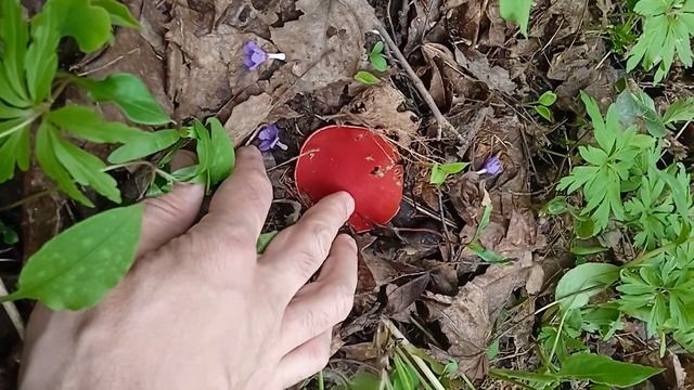 Поход с фэтбайком в весенний лес за грибами, за гигантскими строчками. Видео 7 смотреть онлайн