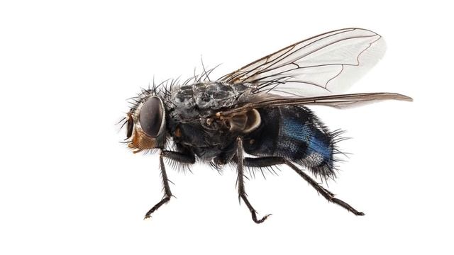 МУХА ЖУЖЖИТ Звук Летающей МУХИ